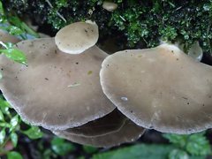 Pleurotus purpureo-olivaceus