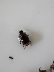 Onthophagus marginicollis