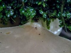 Pleurotus purpureo-olivaceus