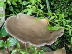 Pleurotus purpureo-olivaceus