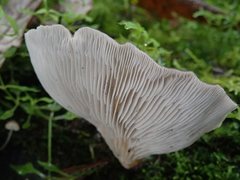 Pleurotus purpureo-olivaceus