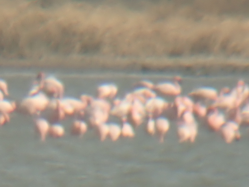 Lesser Flamingo