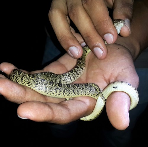 Photo of a Ashmead's Banded Cat-eyed Snake (Leptodeira ashmeadii)