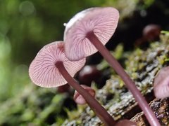 Mycena kurramulla