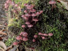 Mycena kurramulla