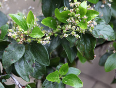Ceanothus oliganthus sorediatus