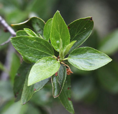 Ceanothus oliganthus sorediatus