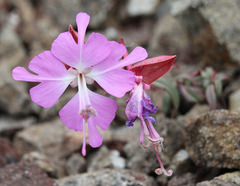 Clarkia breweri