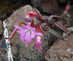 Clarkia breweri