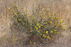 Helianthus gracilentus