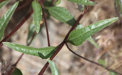 Helianthus gracilentus