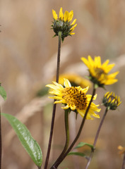 Helianthus gracilentus