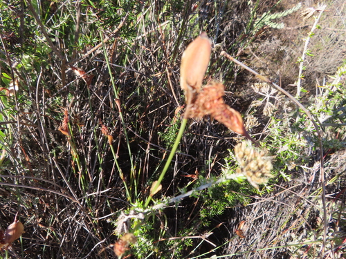 Image of Willdenowia incurvata by (c) linkie, some rights reserved (CC BY)