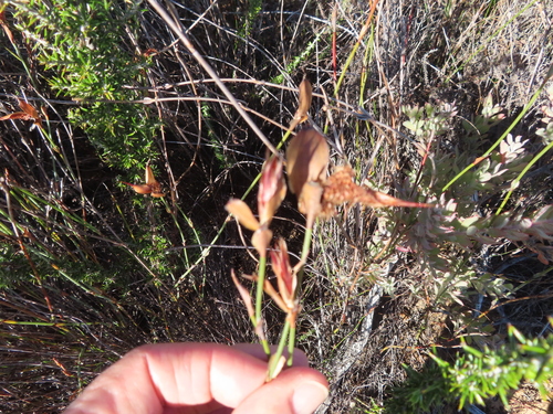 Image of Willdenowia incurvata by (c) linkie, some rights reserved (CC BY)
