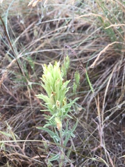 Castilleja thompsonii