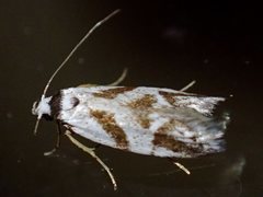 Oxythecta lygrosema
