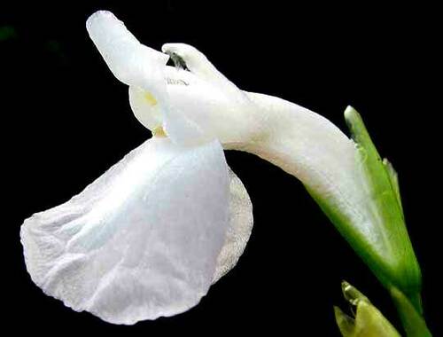 Maranta (Maranta gibba)