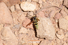 Pterocheilus