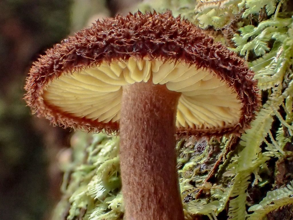 Tricholomopsis