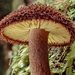 Tricholomopsis - Photo (c) David Akers, some rights reserved (CC BY-NC-SA), uploaded by David Akers