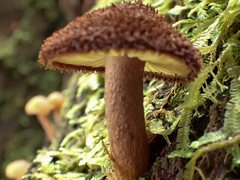 Tricholomopsis scabra