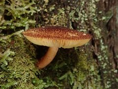 Tricholomopsis scabra