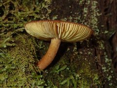 Tricholomopsis scabra