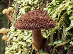 Tricholomopsis scabra