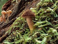 Tricholomopsis scabra