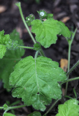 Phacelia rattanii
