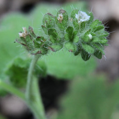 Phacelia rattanii