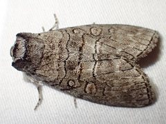 Discophlebia celaena