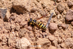 Pterocheilus