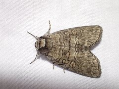 Discophlebia celaena
