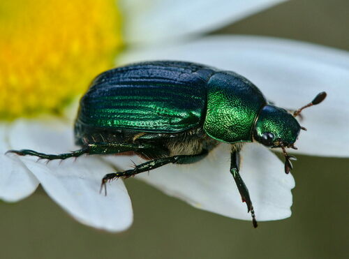 Dune Chafer, photo 3 of 10