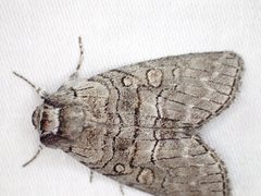 Discophlebia celaena