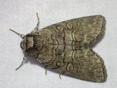 Discophlebia celaena