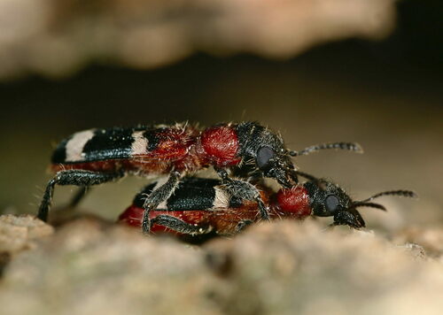 European Red-bellied Clerid photo 3