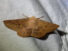 Monoctenia falernaria