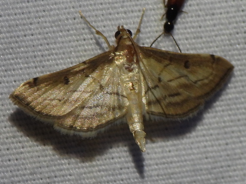 Trapeze Moth photo 5