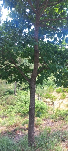 Image of Quercus orocantabrica by (c) Mário Barreira, some rights reserved (CC BY)