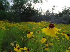 Helenium amarum badium