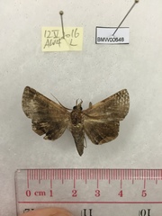 Psimada quadripennis