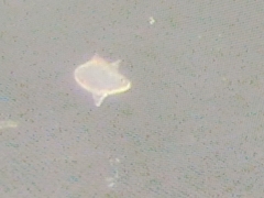 Protoperidinium depressum