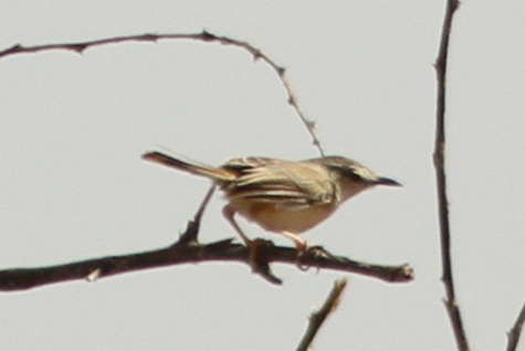 River Prinia illustration