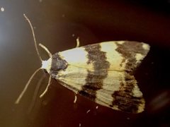 Thallarcha chrysochares