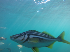 Latris lineata