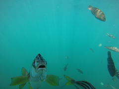 Latris lineata