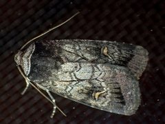 Proteuxoa restituta