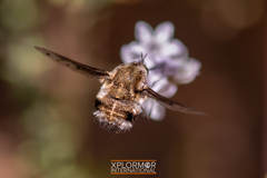 Bombylius albicapillus